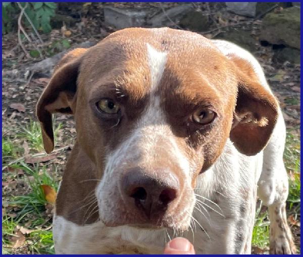 ARANCIA, POINTERINA 3 ANNI E MEZZO, E' ANCORA TIMOROSA MA PIENA DI SPERANZA PER IL FUTURO! Foto 2