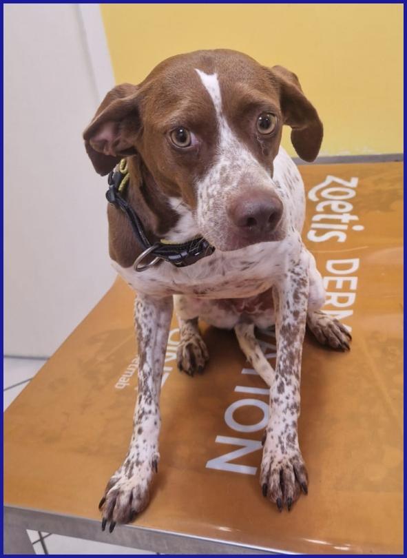 ARANCIA, POINTERINA 3 ANNI E MEZZO, E' ANCORA TIMOROSA MA PIENA DI SPERANZA PER IL FUTURO! Foto 3