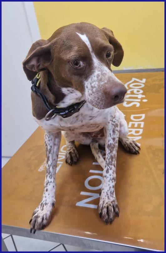 ARANCIA, POINTERINA 3 ANNI E MEZZO, E' ANCORA TIMOROSA MA PIENA DI SPERANZA PER IL FUTURO! Foto 4