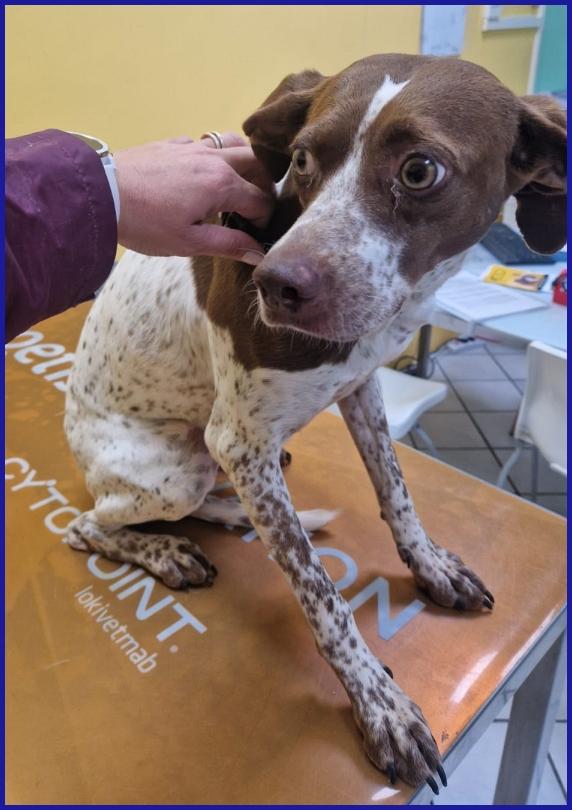 ARANCIA, POINTERINA 3 ANNI E MEZZO, E' ANCORA TIMOROSA MA PIENA DI SPERANZA PER IL FUTURO! Foto 5