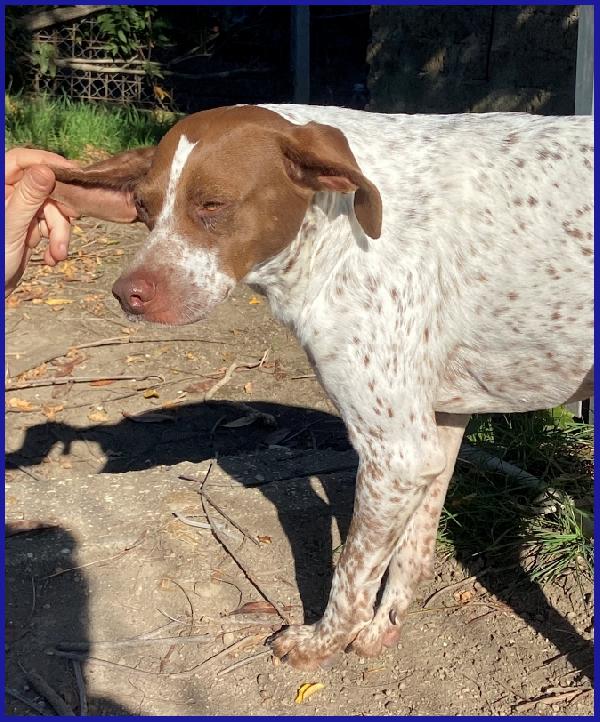 ARANCIA, POINTERINA 3 ANNI E MEZZO, E' ANCORA TIMOROSA MA PIENA DI SPERANZA PER IL FUTURO! Foto 6