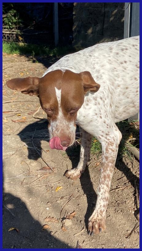 ARANCIA, POINTERINA 3 ANNI E MEZZO, E' ANCORA TIMOROSA MA PIENA DI SPERANZA PER IL FUTURO! Foto 7