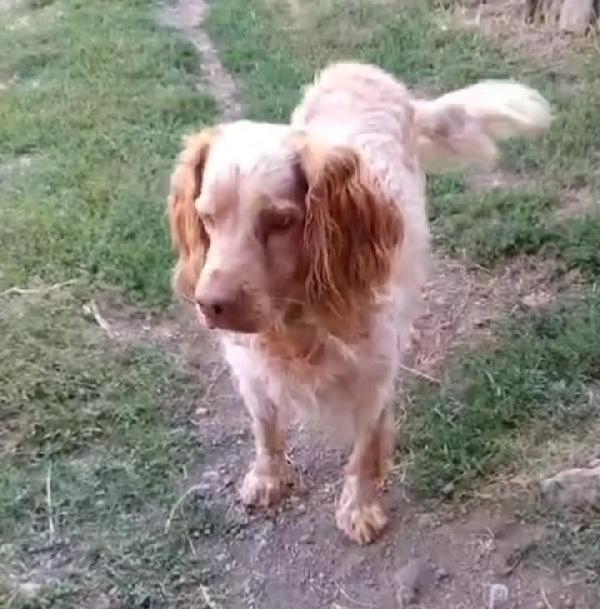 Breton adulto in canile dal 2020! LAZIO Foto 2