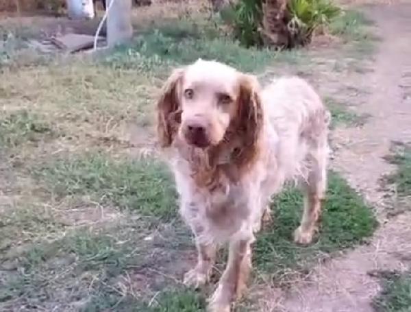 Breton adulto in canile dal 2020! LAZIO Foto 3