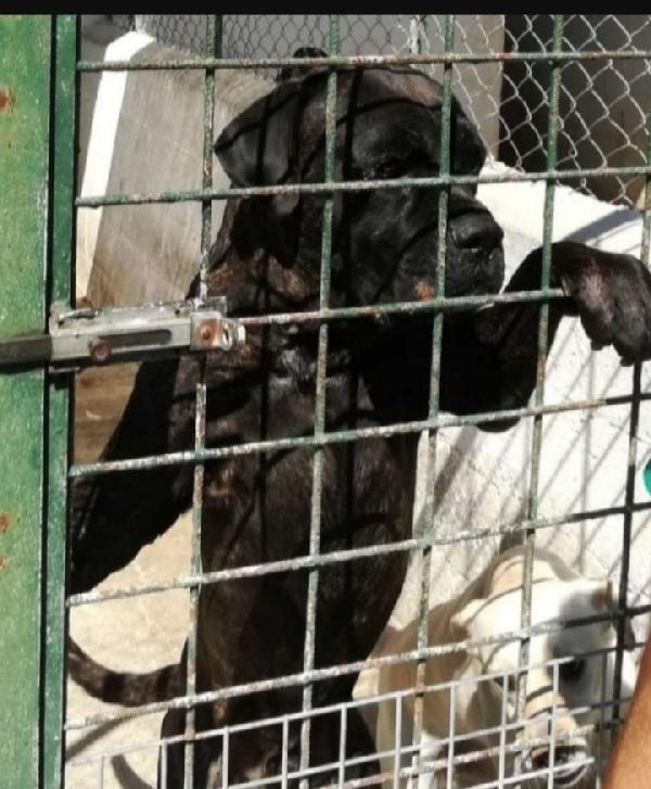 2 Cani Corsi Finiti Anni Fa In 1Pessimo Canile Calabrese