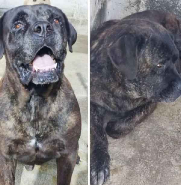 2 cani corsi finiti anni fa in 1pessimo canile calabrese Foto 3