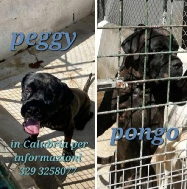 2 cani corsi finiti anni fa in 1pessimo canile calabrese Foto 2