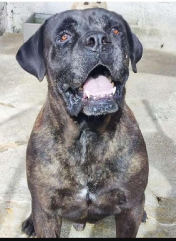 2 cani corsi finiti anni fa in 1pessimo canile calabrese Foto 4