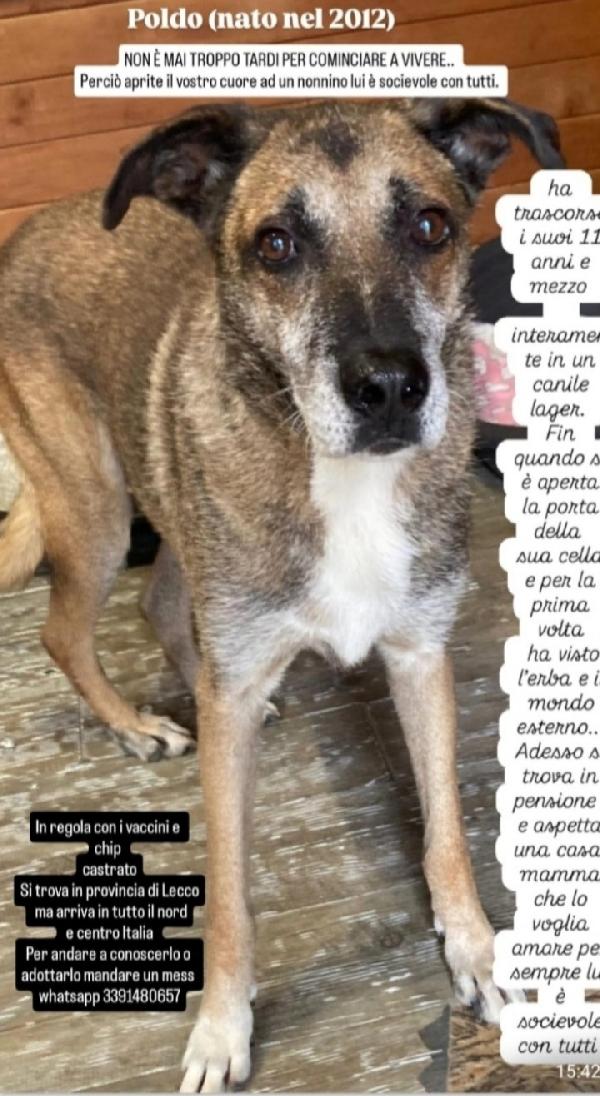 Poldo 12Anni Di Lager! Lecco