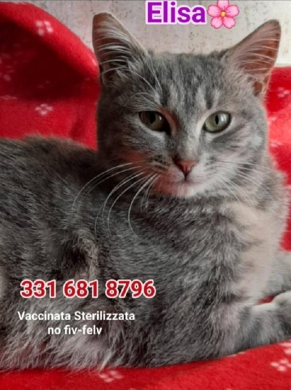 Micia Tigrata Grigia 18Mesi Super Affettuosa 