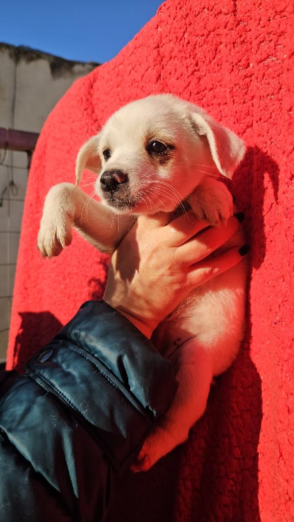 Ester Meravigliosa Cucciolina Cerca Famiglia 