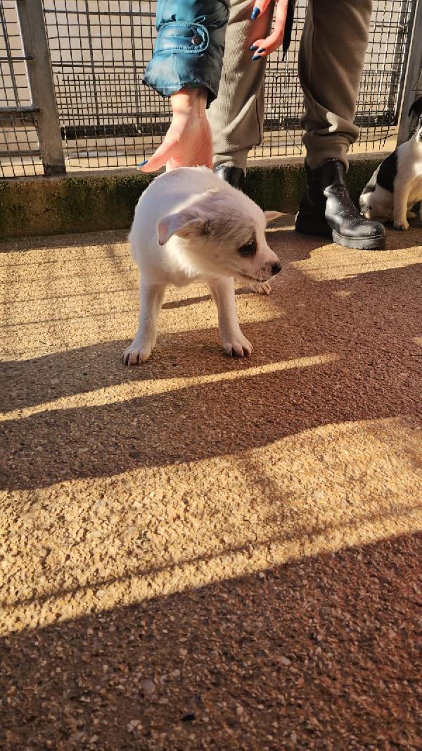 Ester meravigliosa cucciolina cerca famiglia  Foto 2