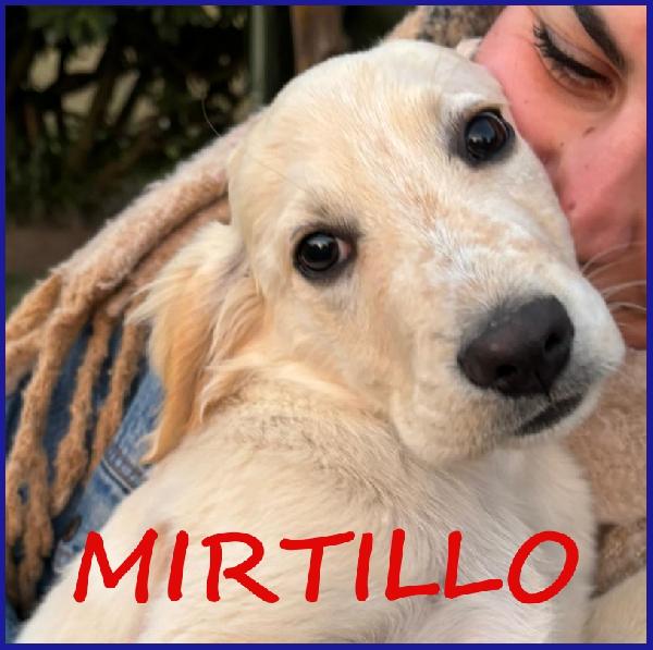 Mirtillo, Cucciolo 3 Mesi Mix Setter, Sopravvissuto Ai Fratelli, Ora Cerca Una Famiglia Dove Crescere Felice!