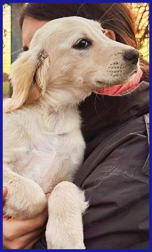 MIRTILLO, CUCCIOLO 3 MESI MIX SETTER, SOPRAVVISSUTO AI FRATELLI, ORA CERCA UNA FAMIGLIA DOVE CRESCERE FELICE! Foto 2