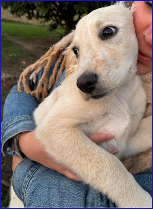 MIRTILLO, CUCCIOLO 3 MESI MIX SETTER, SOPRAVVISSUTO AI FRATELLI, ORA CERCA UNA FAMIGLIA DOVE CRESCERE FELICE! Foto 3