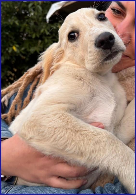 MIRTILLO, CUCCIOLO 3 MESI MIX SETTER, SOPRAVVISSUTO AI FRATELLI, ORA CERCA UNA FAMIGLIA DOVE CRESCERE FELICE! Foto 4