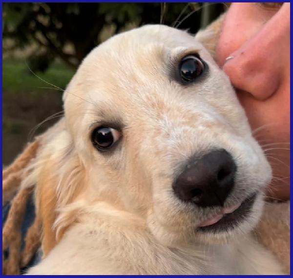 MIRTILLO, CUCCIOLO 3 MESI MIX SETTER, SOPRAVVISSUTO AI FRATELLI, ORA CERCA UNA FAMIGLIA DOVE CRESCERE FELICE! Foto 5