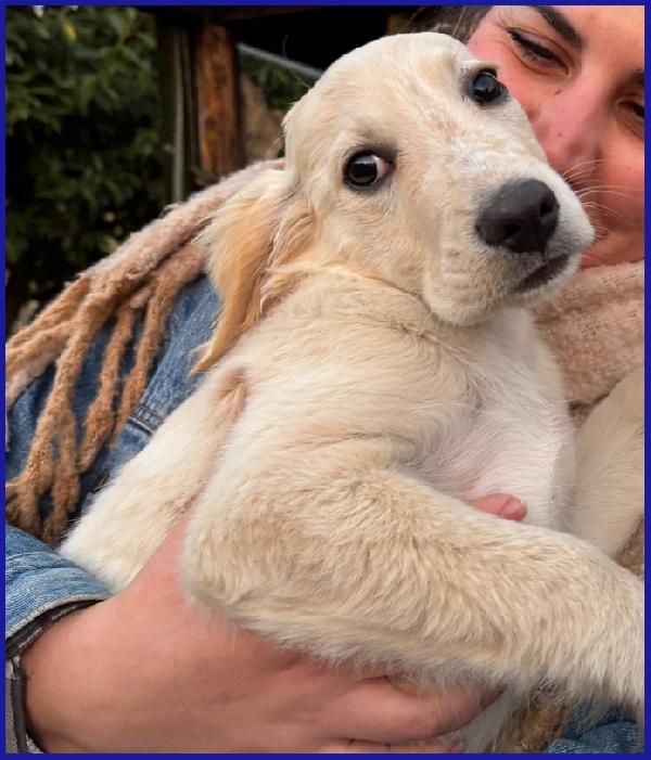 MIRTILLO, CUCCIOLO 3 MESI MIX SETTER, SOPRAVVISSUTO AI FRATELLI, ORA CERCA UNA FAMIGLIA DOVE CRESCERE FELICE! Foto 6