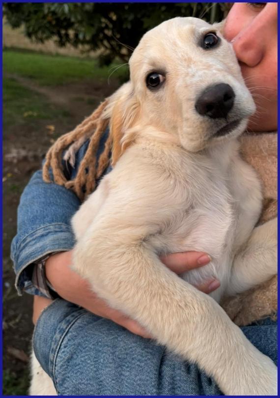 MIRTILLO, CUCCIOLO 3 MESI MIX SETTER, SOPRAVVISSUTO AI FRATELLI, ORA CERCA UNA FAMIGLIA DOVE CRESCERE FELICE! Foto 7