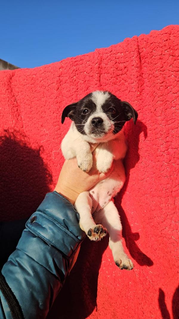 Selene Meravigliosa Cucciolina Bianco Nera Cerca Famiglia 