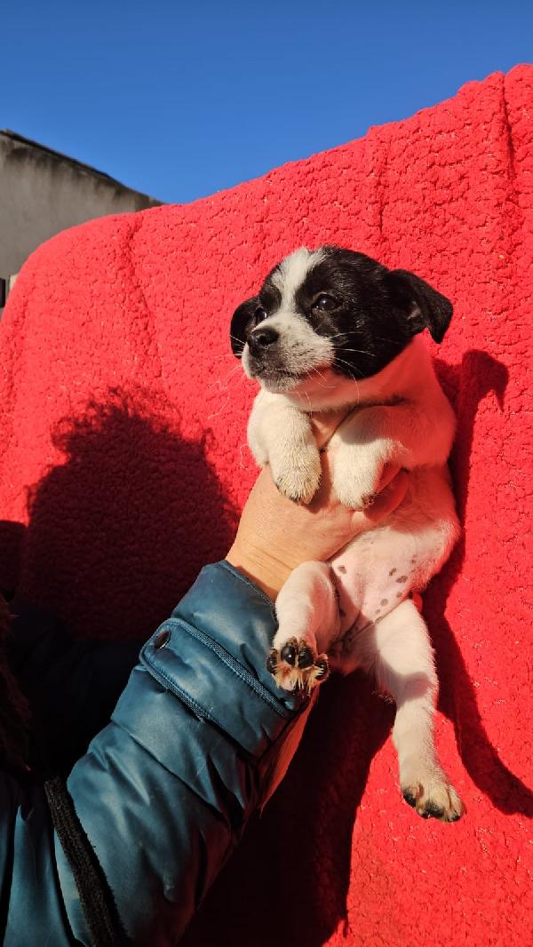 Selene meravigliosa cucciolina bianco nera cerca famiglia  Foto 2