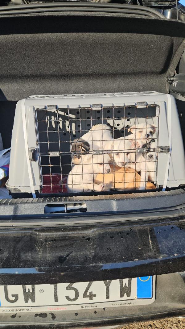 Selene meravigliosa cucciolina bianco nera cerca famiglia  Foto 4