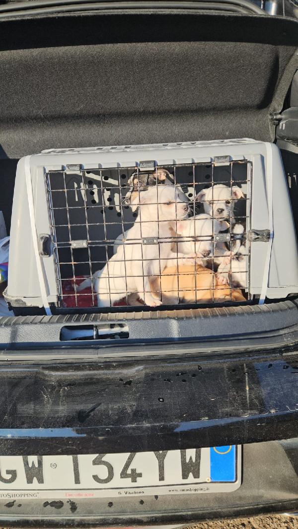 Selene meravigliosa cucciolina bianco nera cerca famiglia  Foto 5