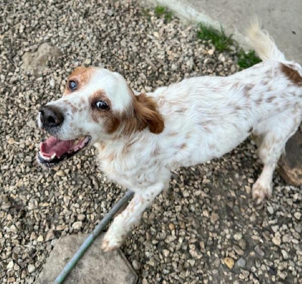 Diana 4 anni setter inglese  Foto 2