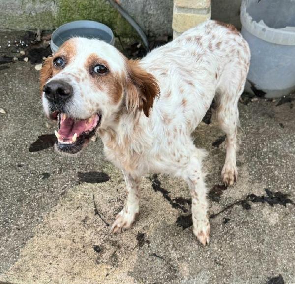 Diana 4 anni setter inglese  Foto 3