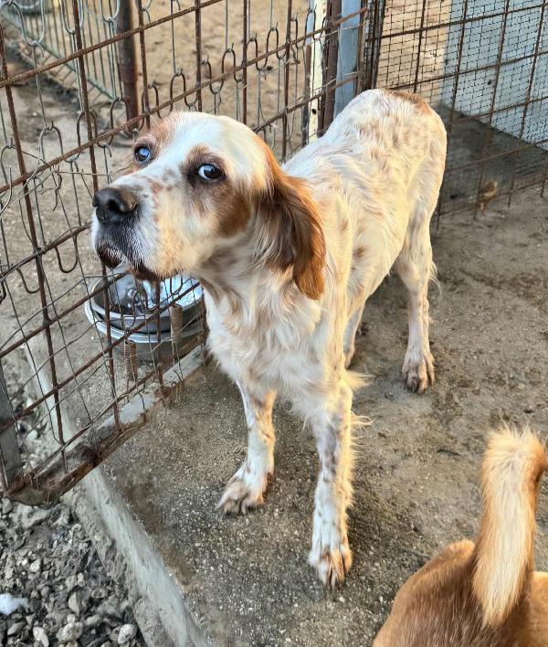 Diana 4 anni setter inglese  Foto 4