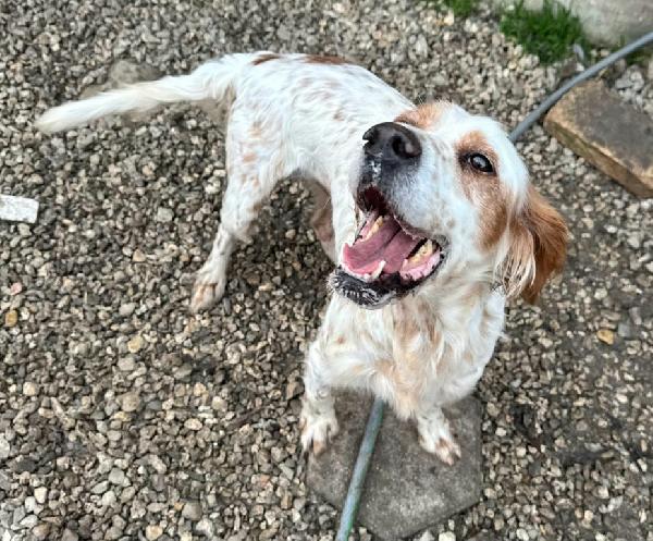 Diana 4 anni setter inglese  Foto 5