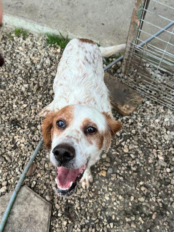 Diana 4 anni setter inglese  Foto 6