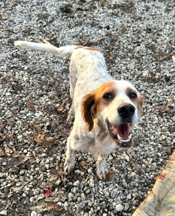 Diana 4 anni setter inglese  Foto 7