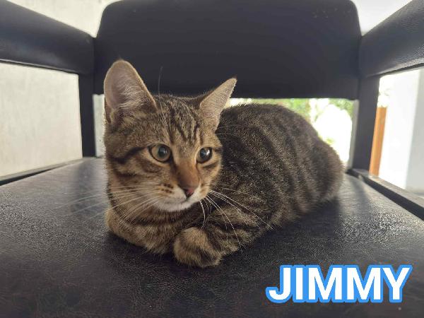 Jimmy, Dolce Micino In Adozione!