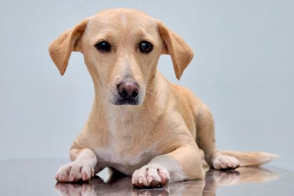 Lea Cagnolina Taglia Piccola Di 5 Anni