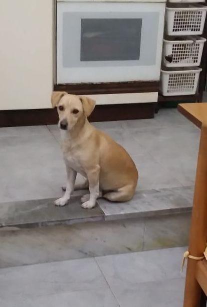 LEA cagnolina taglia piccola di 5 anni Foto 2