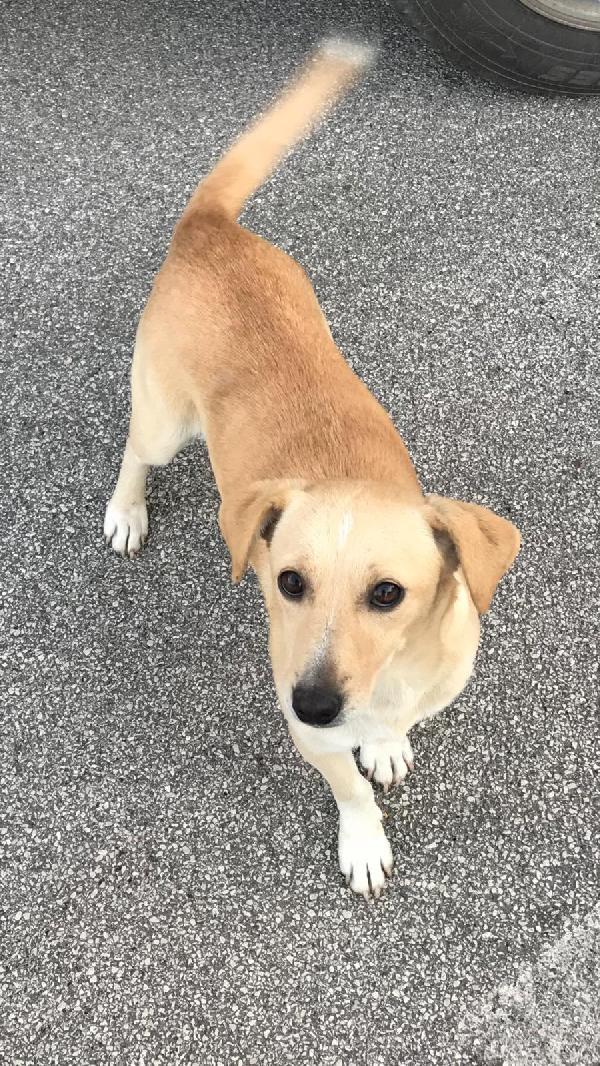 LEA cagnolina taglia piccola di 5 anni Foto 3