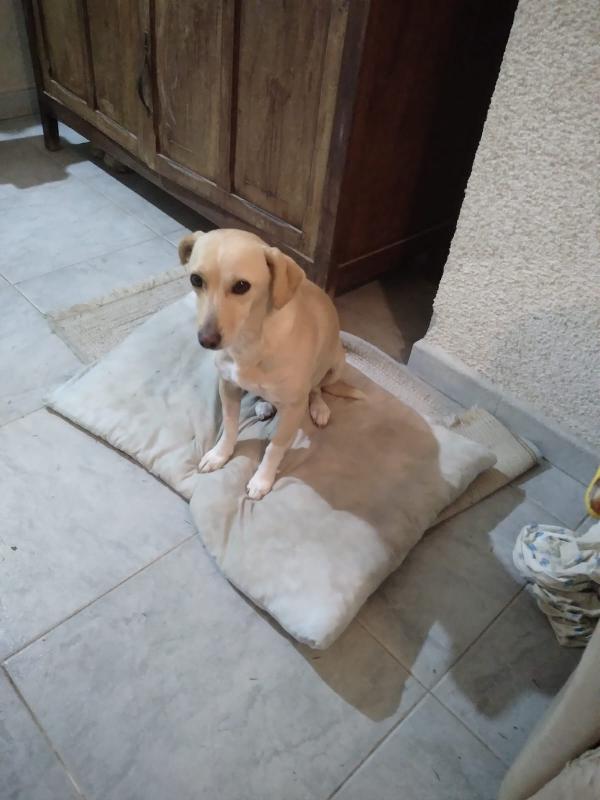 LEA cagnolina taglia piccola di 5 anni Foto 4