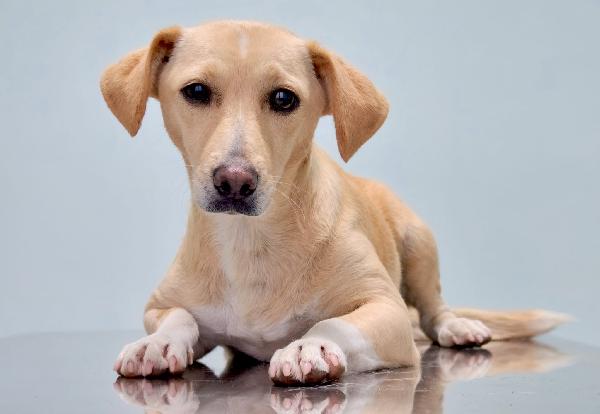 LEA cagnolina taglia piccola di 5 anni Foto 5