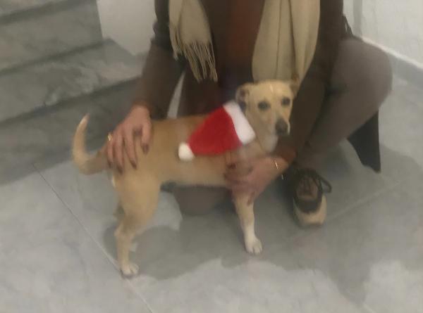 LEA cagnolina taglia piccola di 5 anni Foto 6