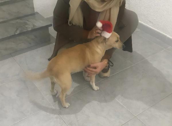 LEA cagnolina taglia piccola di 5 anni Foto 7