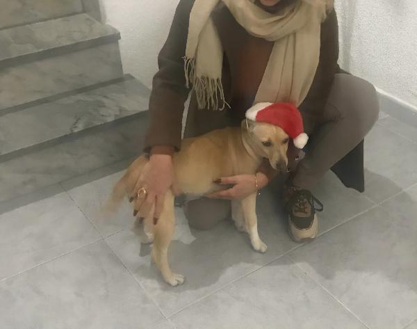 LEA cagnolina taglia piccola di 5 anni Foto 8