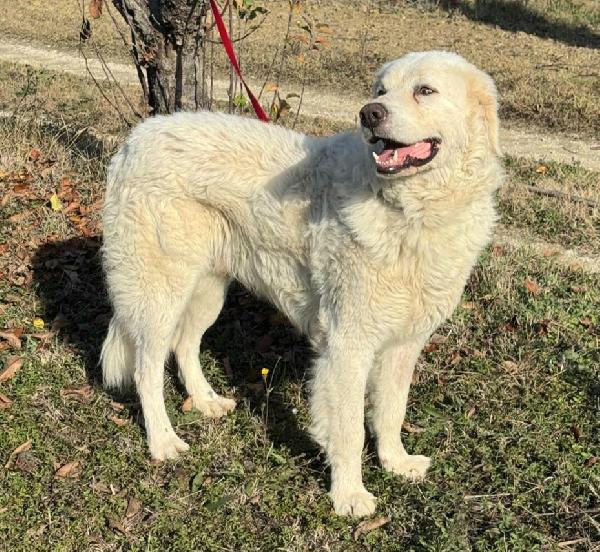 Travis 1 anno taglia grande Foto 6