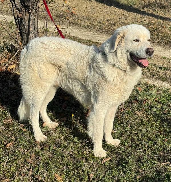 Travis 1 anno taglia grande Foto 5