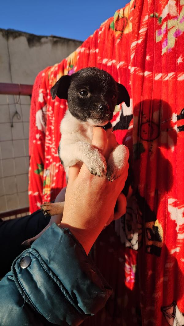 Cipollina: 2 Mesi Taglia Piccola 