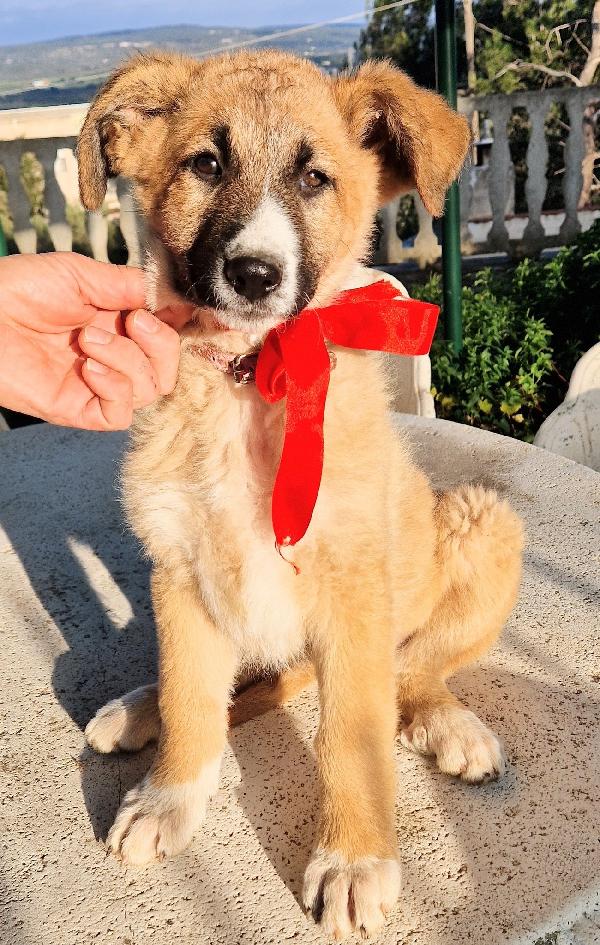 Elly,Non Deve Finire In Canile.adottabile In Tutta Italia!