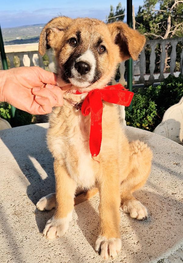 ELLY,NON DEVE FINIRE IN CANILE.ADOTTABILE IN TUTTA ITALIA! Foto 2