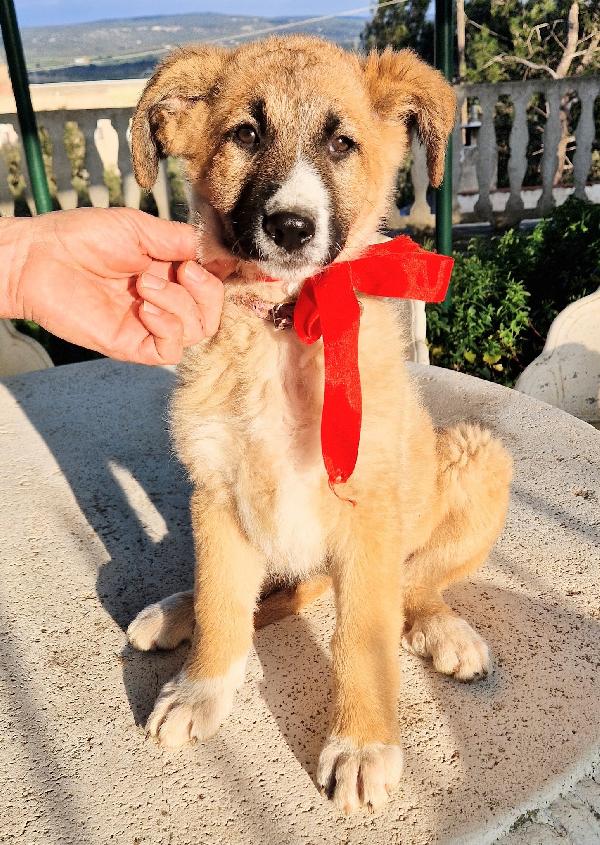 ELLY,NON DEVE FINIRE IN CANILE.ADOTTABILE IN TUTTA ITALIA! Foto 3