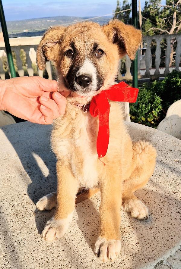 ELLY,NON DEVE FINIRE IN CANILE.ADOTTABILE IN TUTTA ITALIA! Foto 4