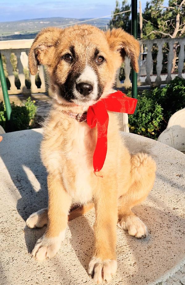 ELLY,NON DEVE FINIRE IN CANILE.ADOTTABILE IN TUTTA ITALIA! Foto 5